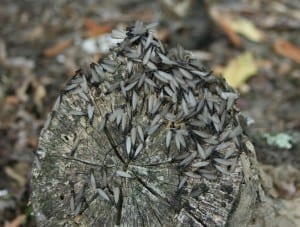 termite swarm Kansas City