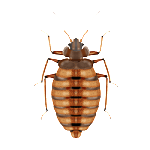 bedbug calls increasing in Kansas City 