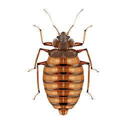 Bed Bug Control KC