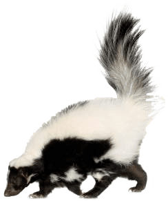 control skunks in kc