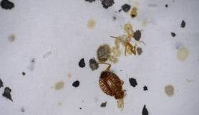 Bedbugs in Kansas City
