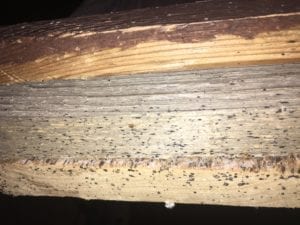 Are Bed Bug Eggs Visible in Kansas City