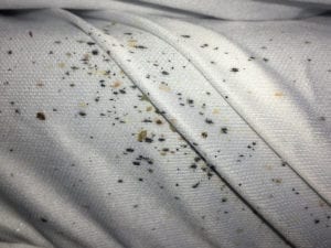 Bed Bug Evidence in Kansas City