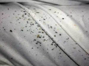 Board Certified Entomologist in Kansas City | Bedbugs bite