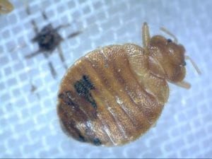 Bed Bugs in Kansas City