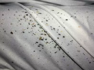 Bed Bug Control KC