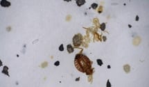 avoid bed bugs in Kansas City