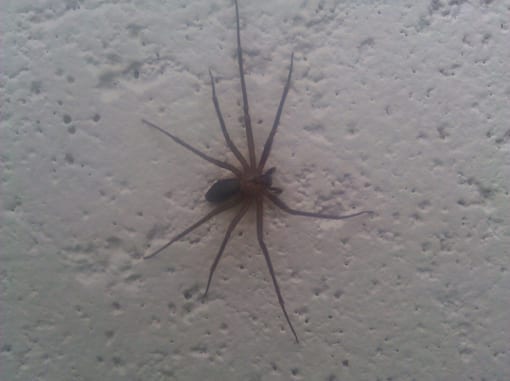 brown-recluse-2