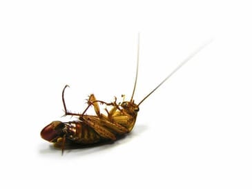 cockroach-1-1